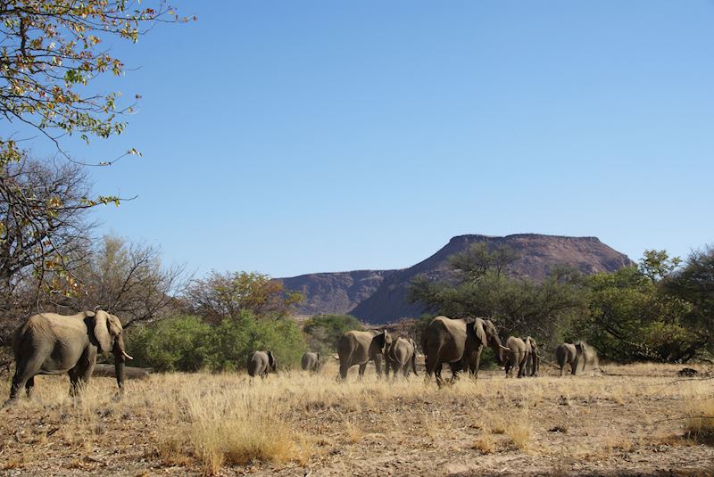 Elephants roaming in Mawani