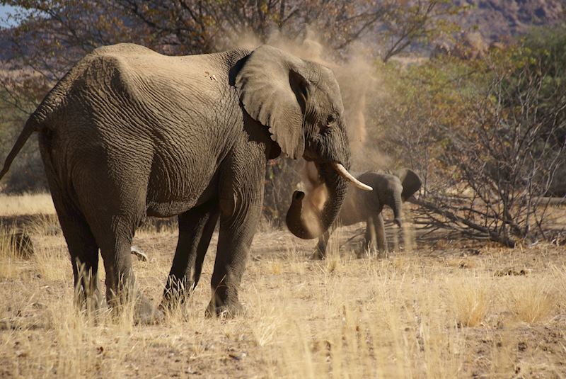 Elephants in Namibia