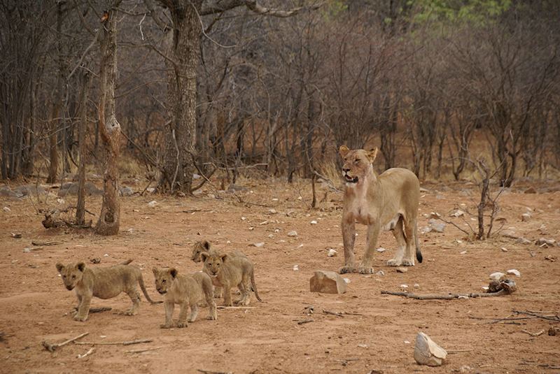 Mother Lioness and her cubs