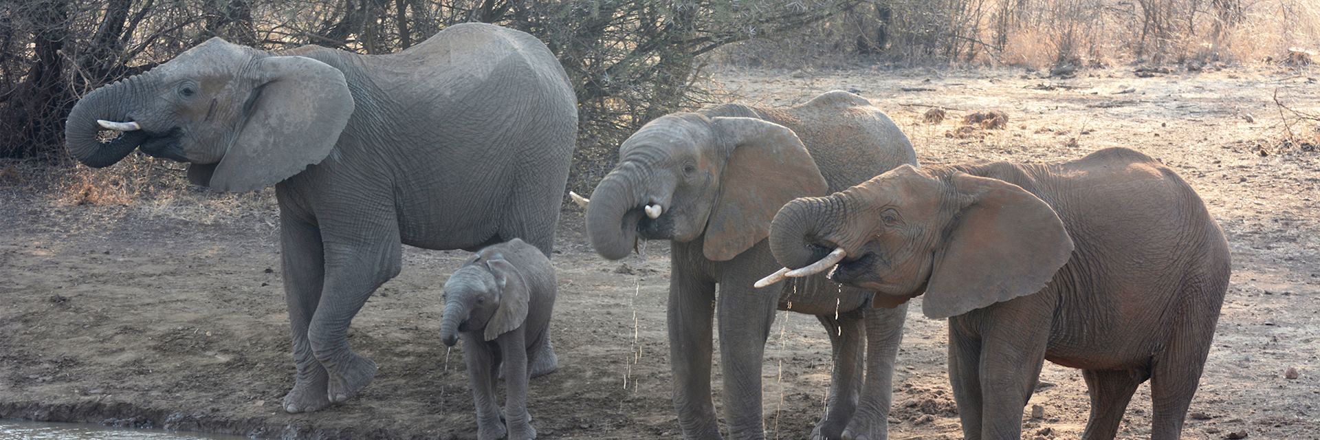 Elephants at the watering hole, Mateya Safari Lodge