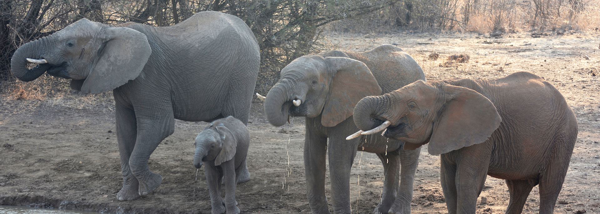 Elephants at the watering hole, Mateya Safari Lodge