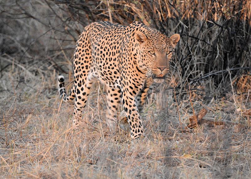 Leopard, Mateya Safari Lodge