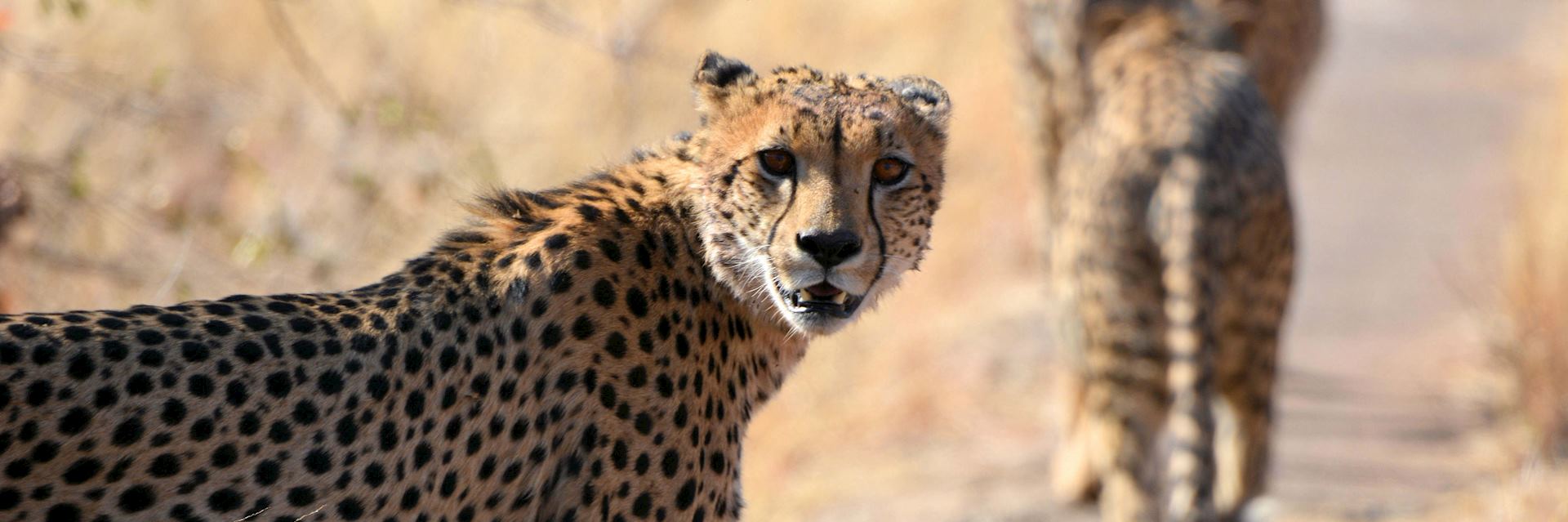 Cheetah in South Africa