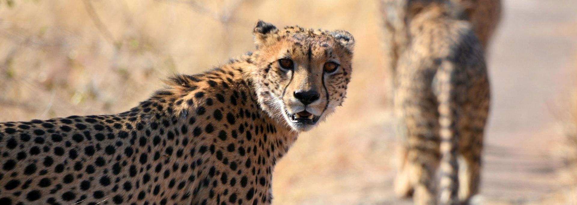 Cheetah in South Africa