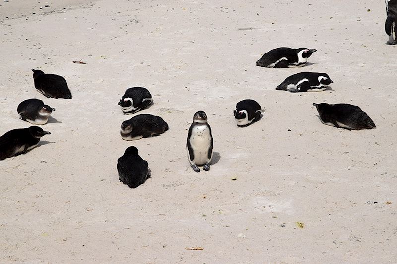 Cape Point penguins