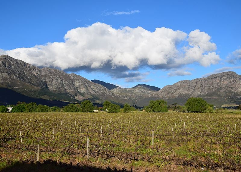 Travelling through the Winelands