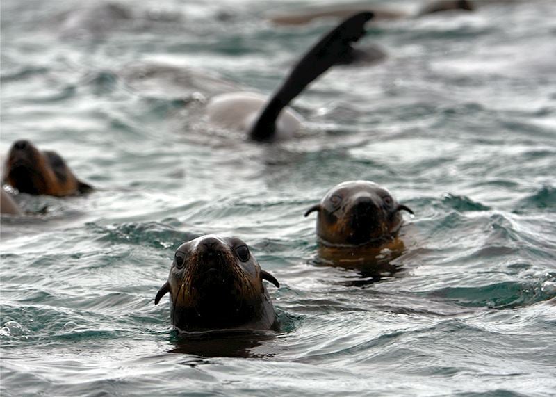Seals