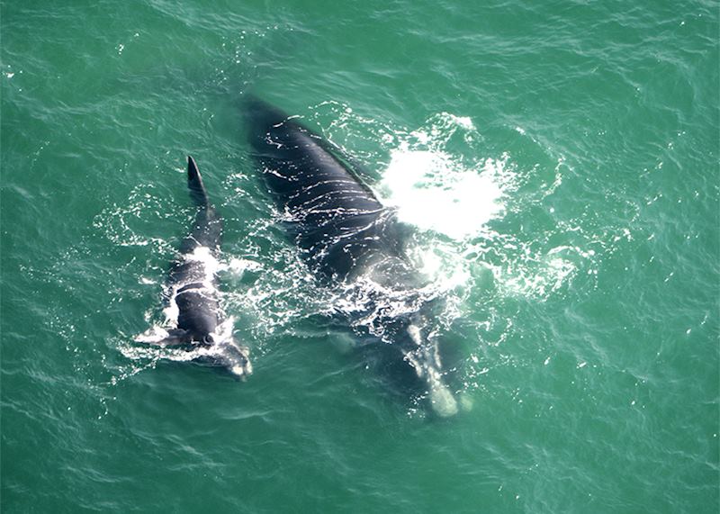 Southern Right Whales, South Africa