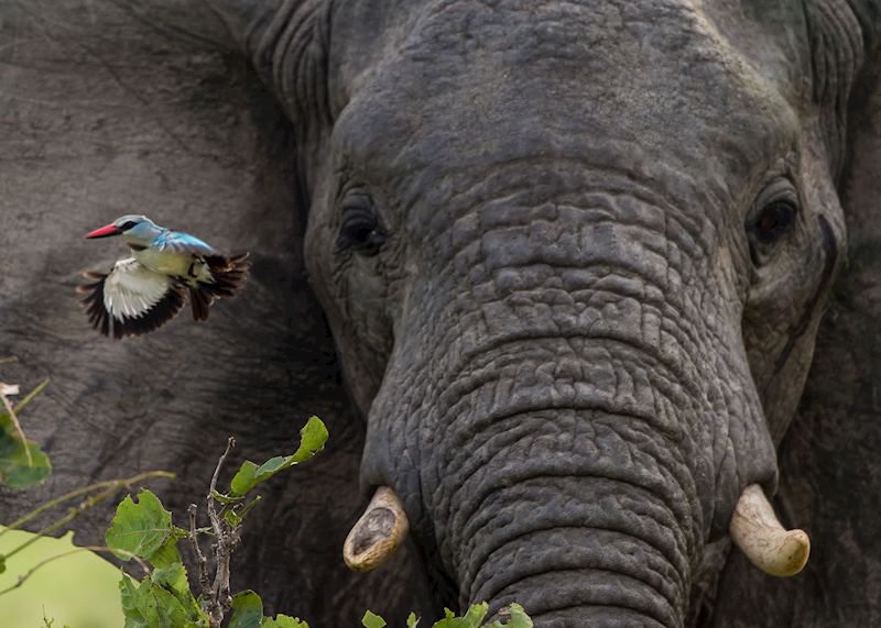 A forest kingfisher looking for insects is disturbed by the elephant in the Selous