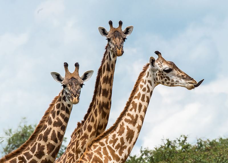Giraffes are a common sight in Ruaha National Park