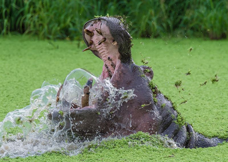 A hippo stakes its territorial claim in a pool in Ruaha