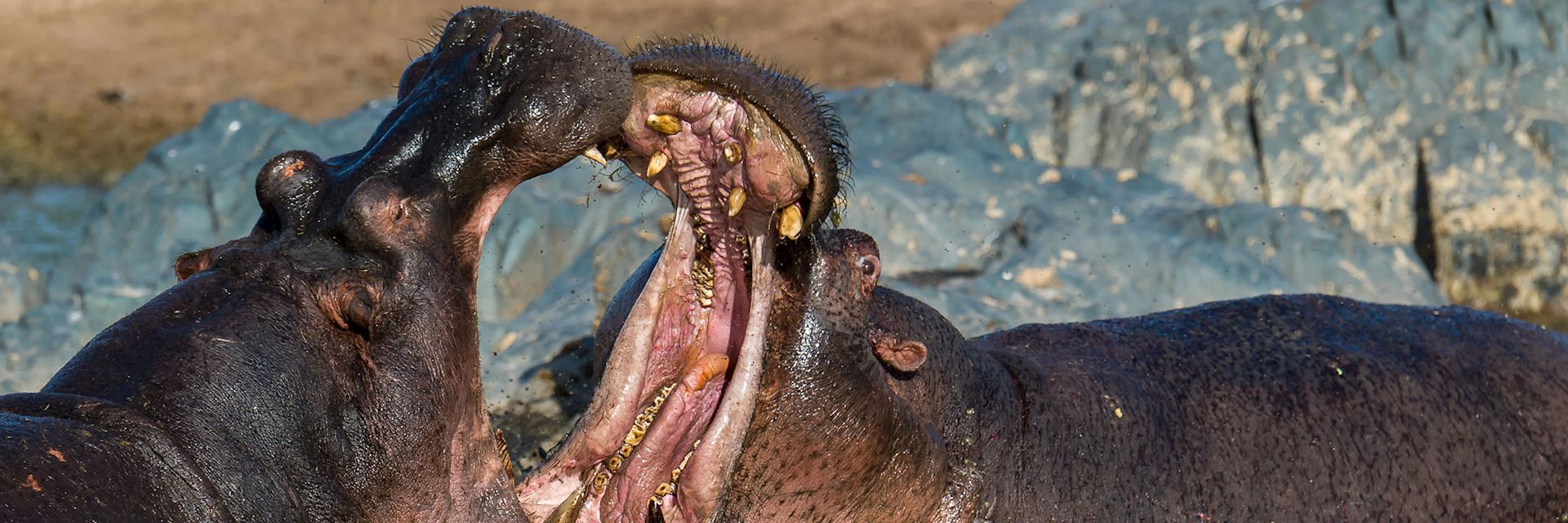 While a common sight, hippos fighting over either territory or a mate rarely result in death