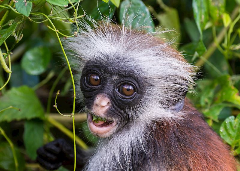 On Zanzibar Island endangered Red Colobus monkeys were out for an early morning feed before retreating to the trees for the day