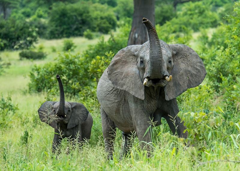 A young elephant imitates its mother in Ruaha