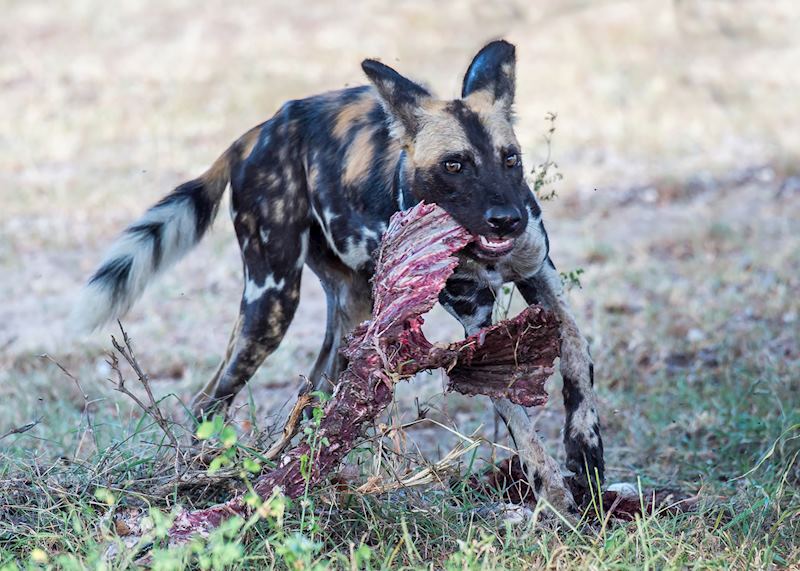 A wild dog makes short work of a kill in the Selous Game Reserve