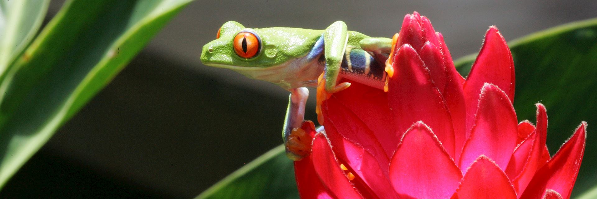 Red-eyed tree frog, Costa Rica