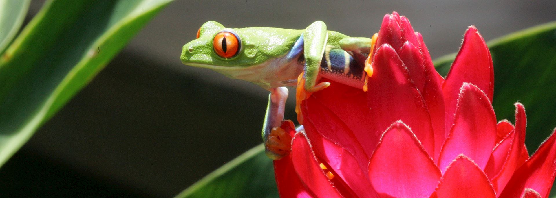 Red-eyed tree frog, Costa Rica