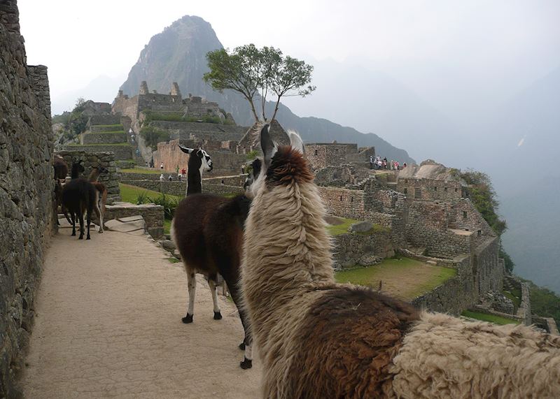 Llamas