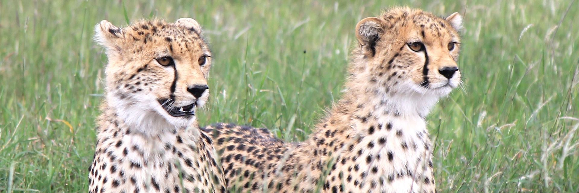 Cheetah, Lewa Conservancy, Kenya