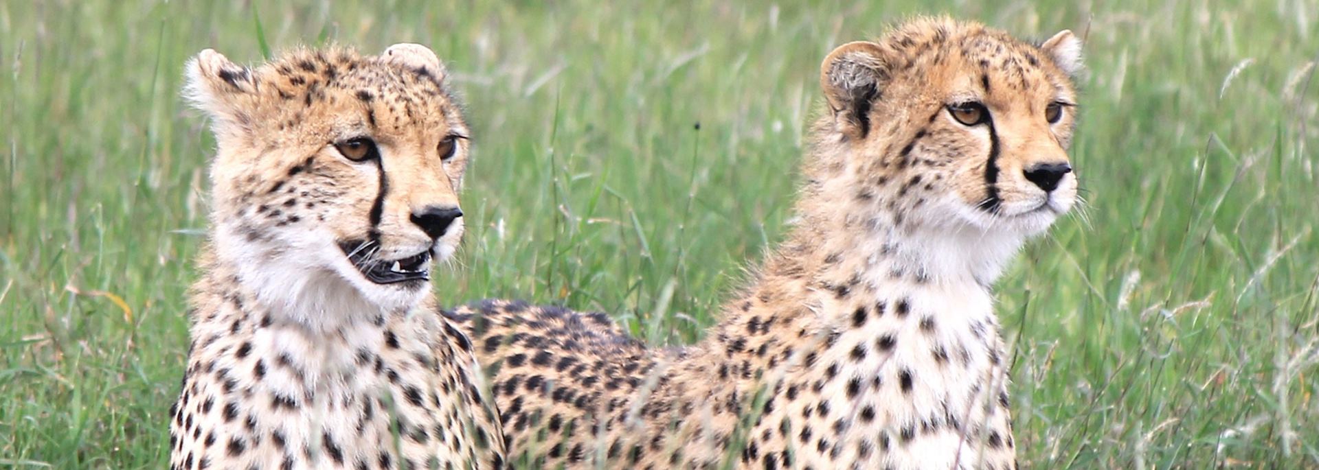Cheetah, Lewa Conservancy, Kenya