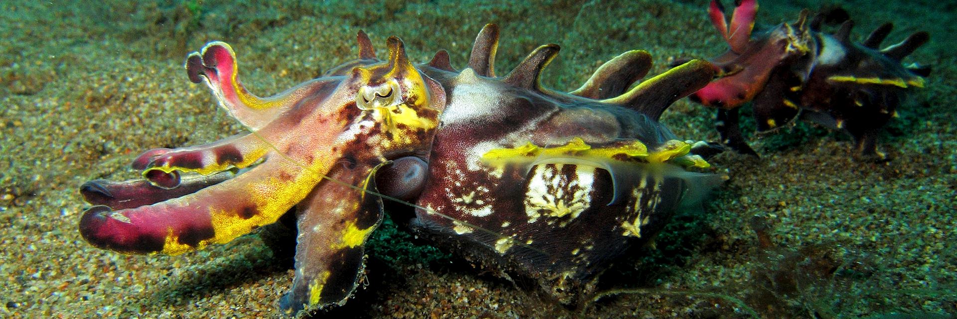 Cuttlefish off the coast of Dauin in the Philippines