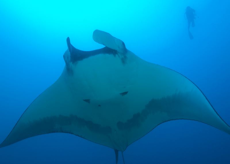 Manta rays can measure up to six metres across