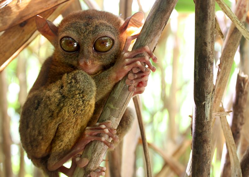 A tarsier can turn its head through 180 degrees