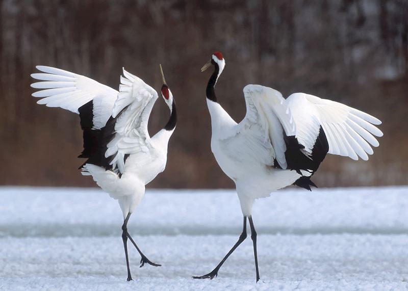 Red-crowned cranes performing their mating ritual