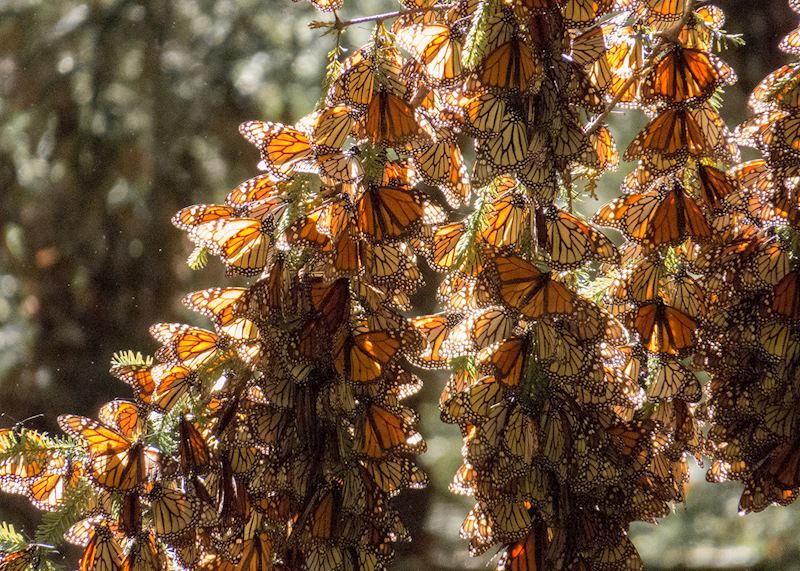 Monarch butterflies roosting in the valleys around Mexico City
