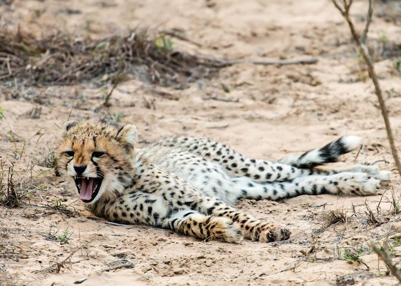Cheetah Cub, Phinda Private Game