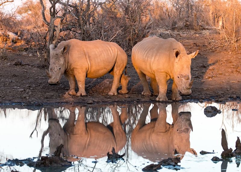White Rhino, Madikwe Game Reserve
