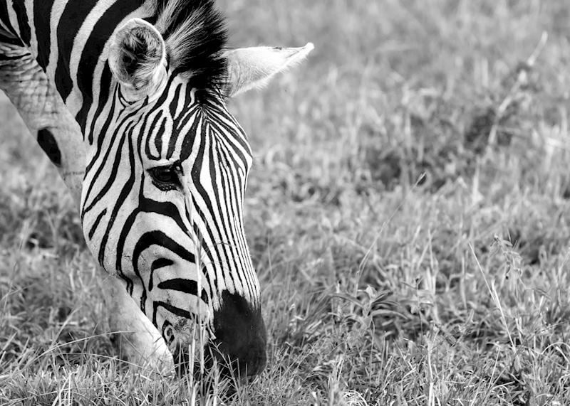 Zebra, The Sabi Sands Game Reserve, Kruger National Park