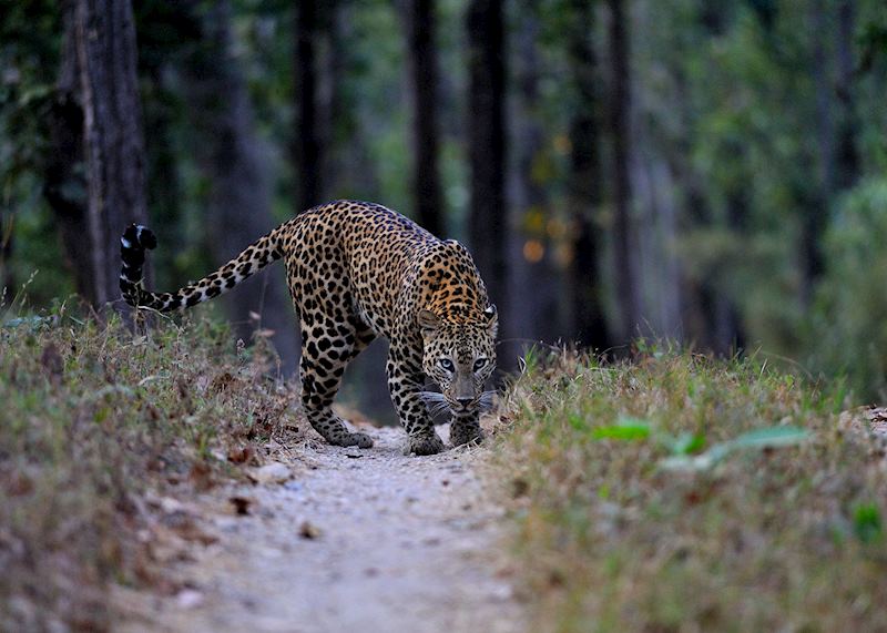 Leopard in Satpura national park