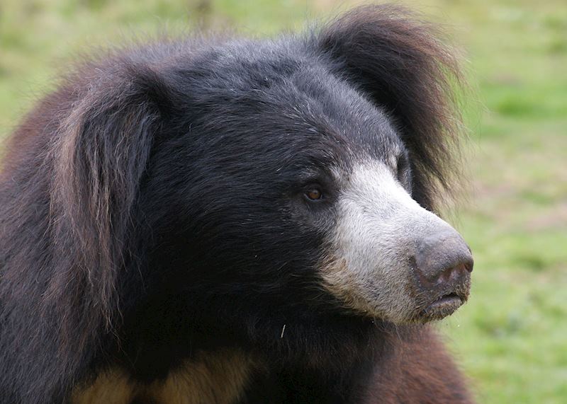 Sloth bears, Tadoba national park