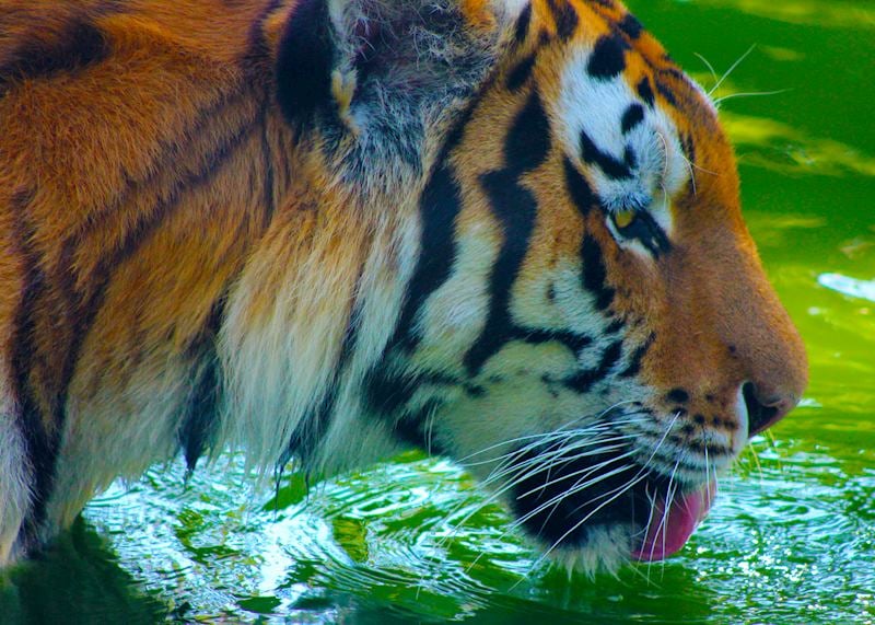 Tiger drinking