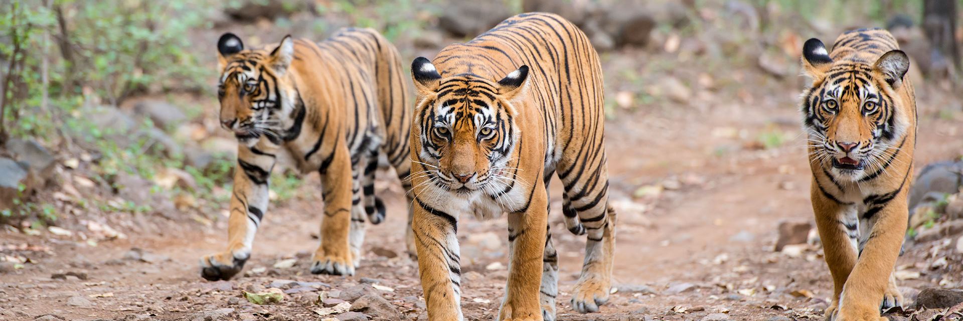 Bengal tigers, Ranthambhore National Park
