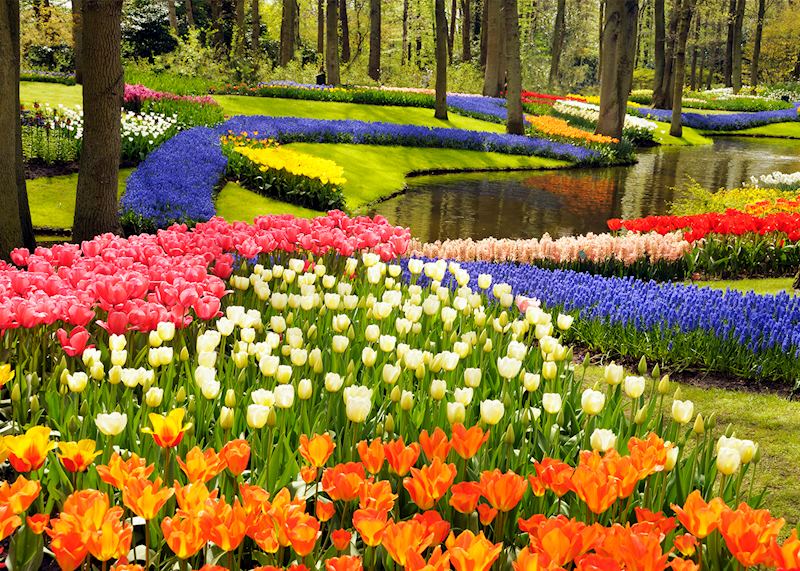 Tulips in Amsterdam's Keukenhof, the Netherlands