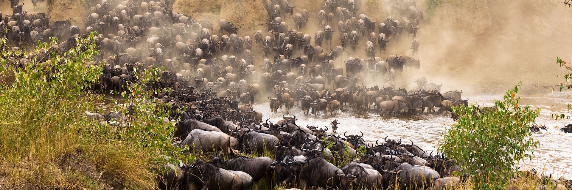 Wildebeest river crossing during the Great Migration, Kenya