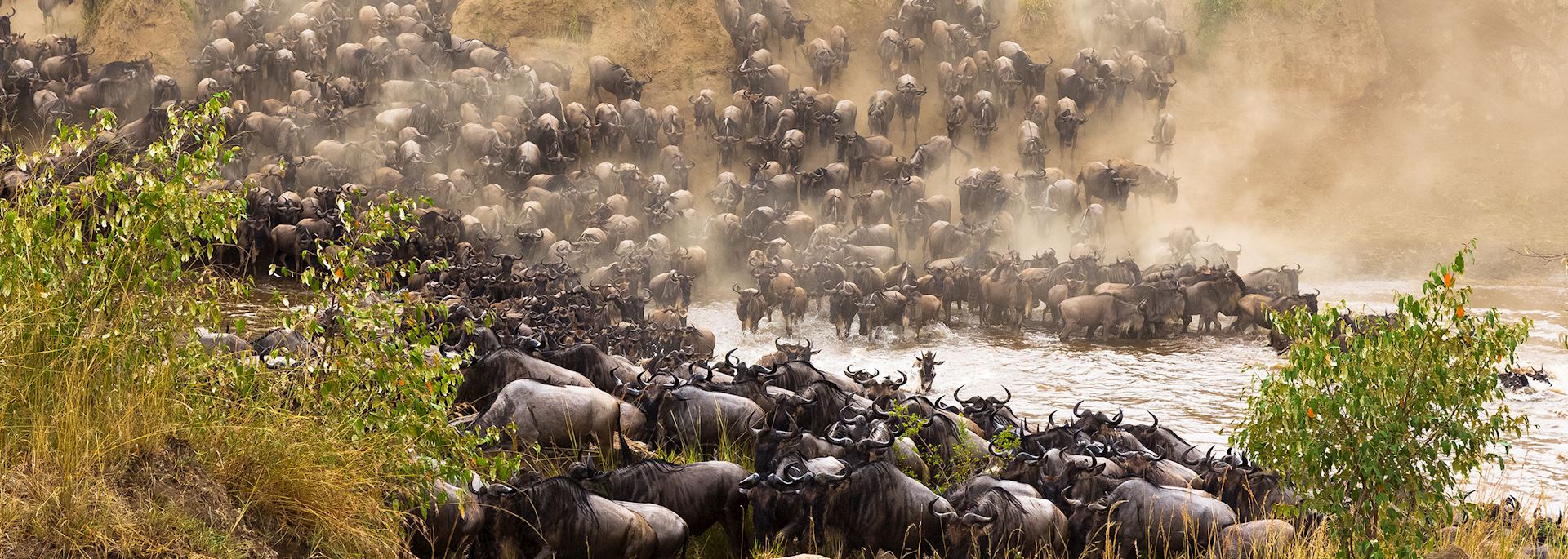 Wildebeest river crossing during the Great Migration, Kenya