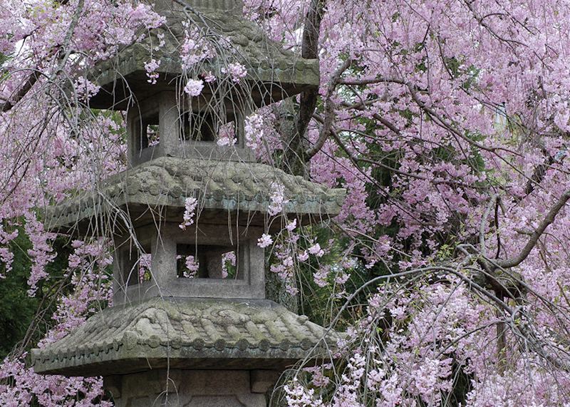 Cherry blossom, Kyoto