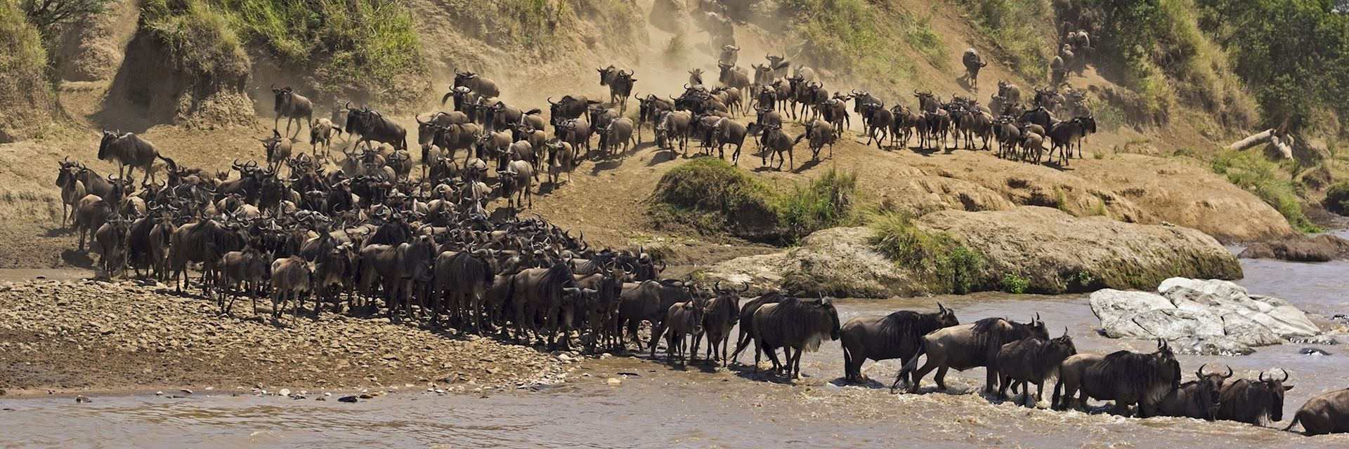 Wildebeest river crossing, Kenya