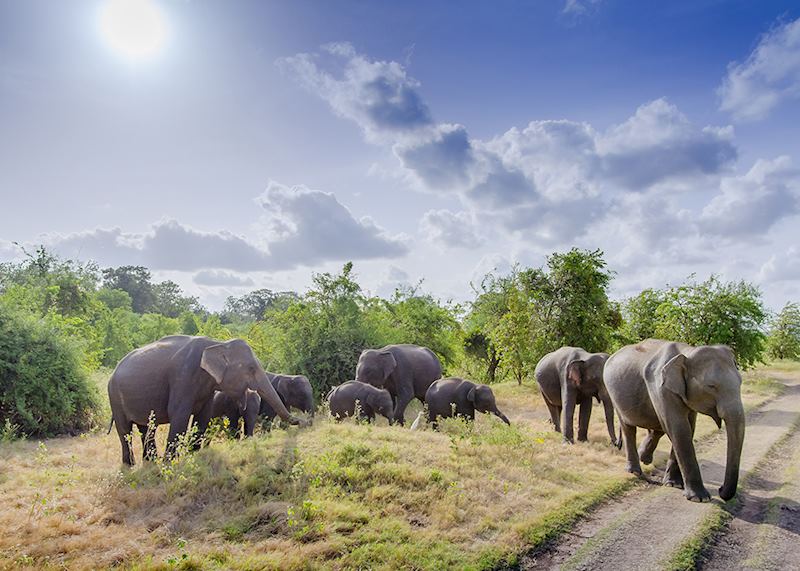 Elephants, Sri Lanka