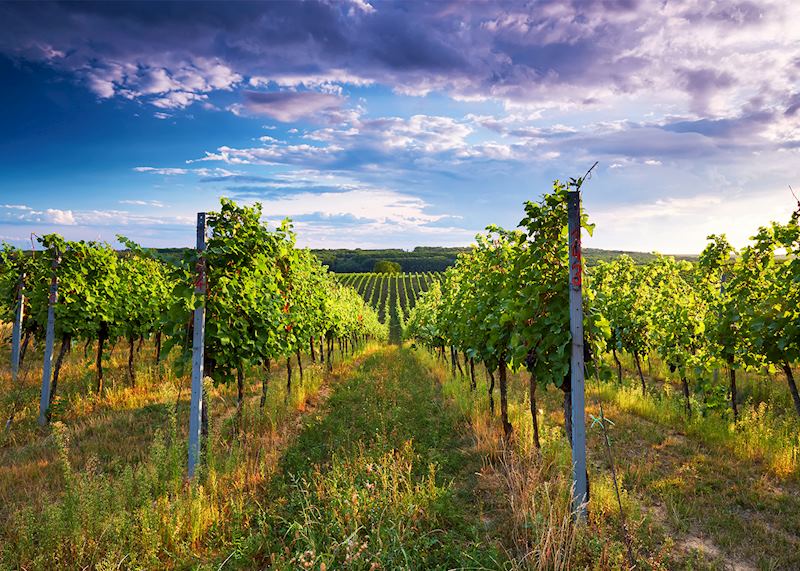 Vineyard in Bordeaux, France