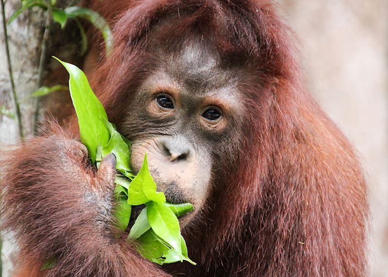 Orangutan, Borneo
