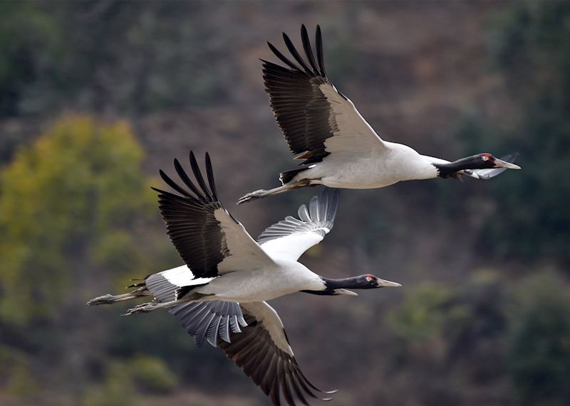 Black-necked cranes, Bhutan