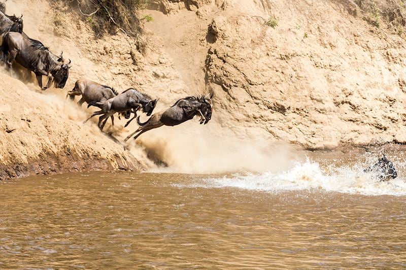 Airborne wildebeest, Kenya