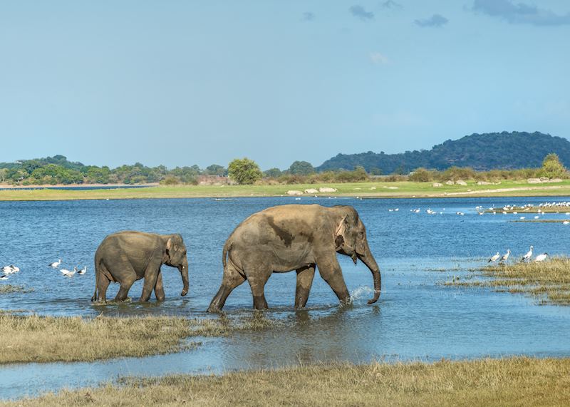 Elephants in Sri Lanka