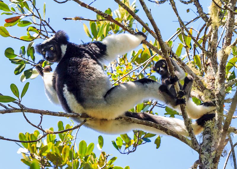 Indris in Andasibe-Mantadia National Park, Madagascar