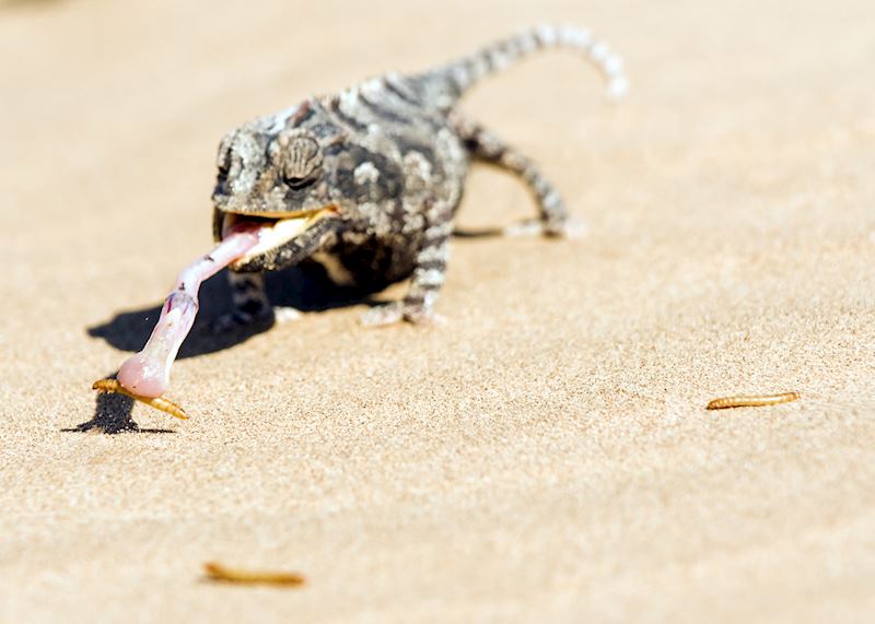 Namaqua chameleon, Namibia