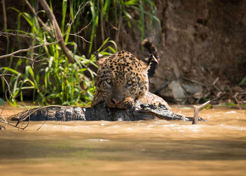 Wildlife Experiences Inspired By The Bbc S Planet Earth Ii